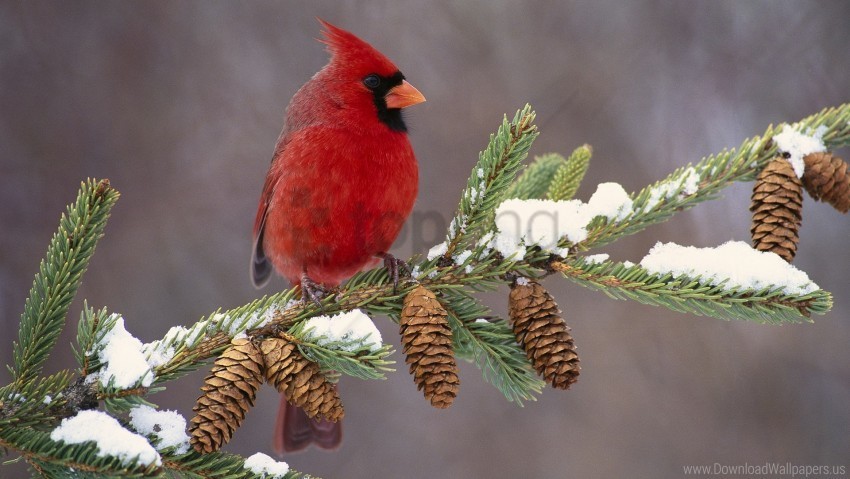 bird branch cardinal color snow wallpaper Transparent background PNG artworks