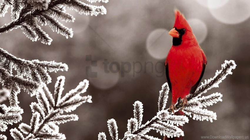 bird branch cardinal red wallpaper Isolated Artwork on Transparent Background