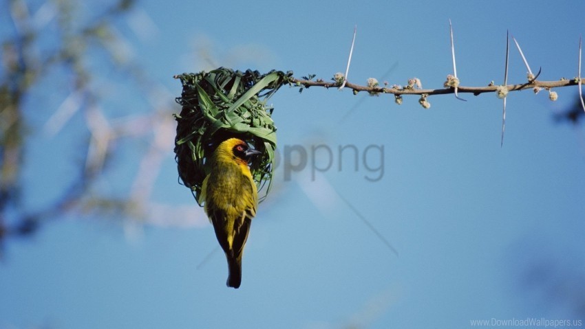 bird branch color nest sky wallpaper PNG Image with Transparent Isolated Graphic