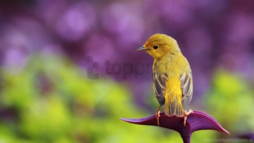 bird branch color pretty sit wallpaper Clear background PNG images comprehensive package