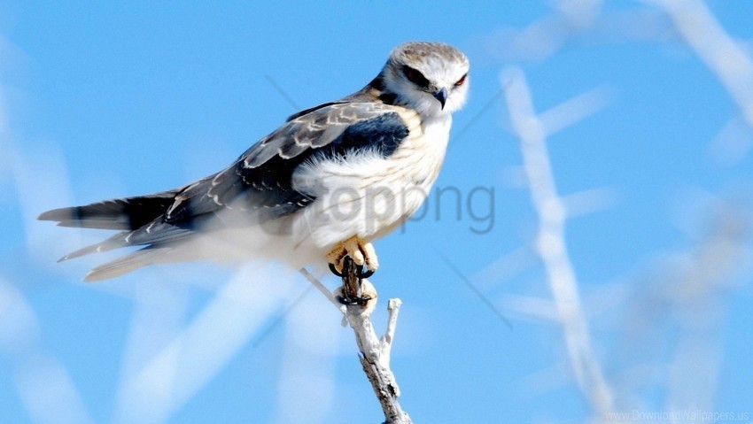 bird branch feathers sky hawk wallpaper Isolated Object on Clear Background PNG