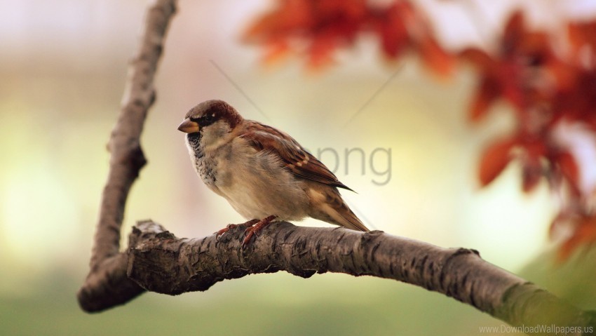 bird branch leaves sparrow tree wallpaper Free download PNG images with alpha channel diversity
