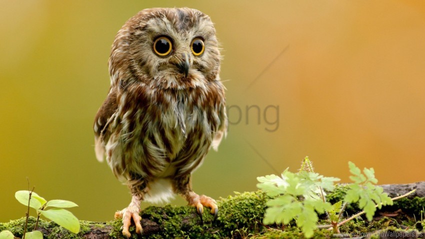 bird branch owl owlet rock wallpaper PNG art