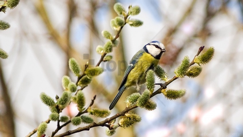 Bird Branch Tit Willow Wallpaper PNG Images With Clear Alpha Channel