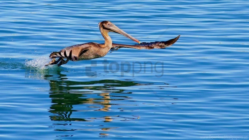 bird california pelican fly hunting water wallpaper PNG transparent photos vast collection