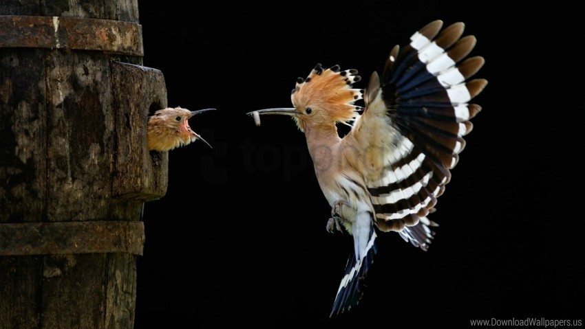bird chick feeding hoopoe wallpaper Isolated Graphic with Transparent Background PNG