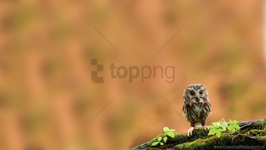 Bird Chick Moss Owl Owlet Twig Wallpaper PNG Files With Clear Backdrop Collection