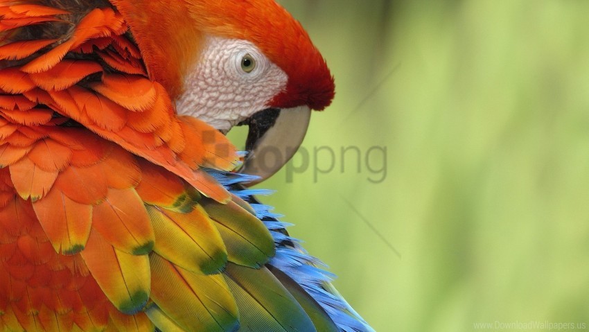 bird color colorful feathers parrot wallpaper Transparent PNG images for printing