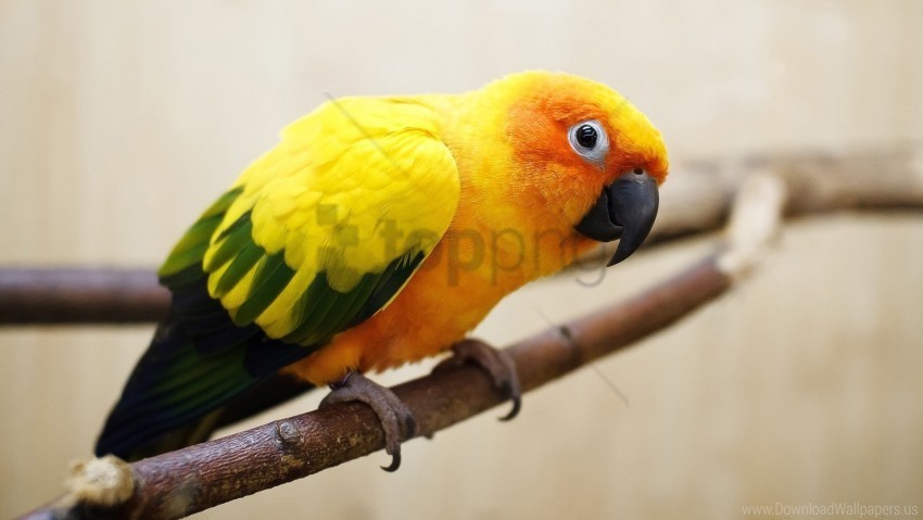 bird color feathers parrot wallpaper Isolated Character on Transparent PNG
