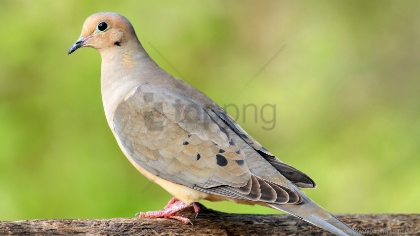 bird color feathers pigeon sit wallpaper PNG cutout