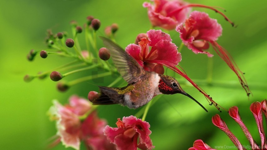 bird color flap flight flowers hummingbird twigs wings wood wallpaper PNG transparent graphics for projects