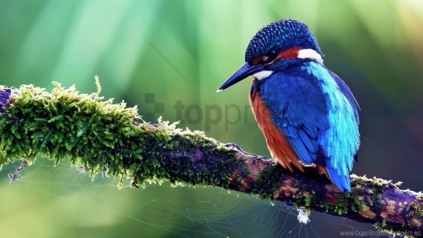 bird color sit tree tropical bird wallpaper Clear background PNG graphics