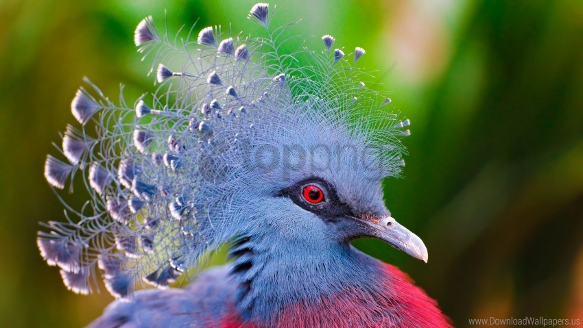 bird colorful crowned pigeon feathers wallpaper Isolated Artwork with Clear Background in PNG