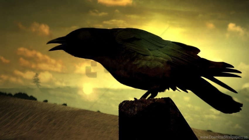 bird dark raven shadow sky wallpaper Transparent PNG picture