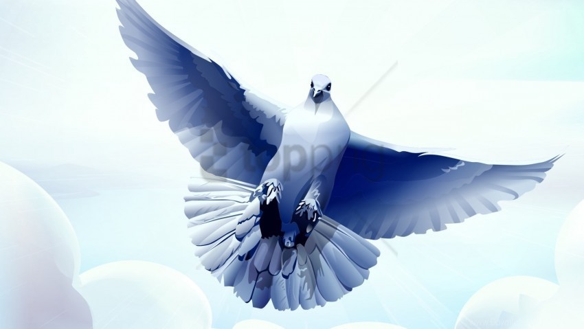 bird dove feather fly swing wallpaper Clear background PNGs