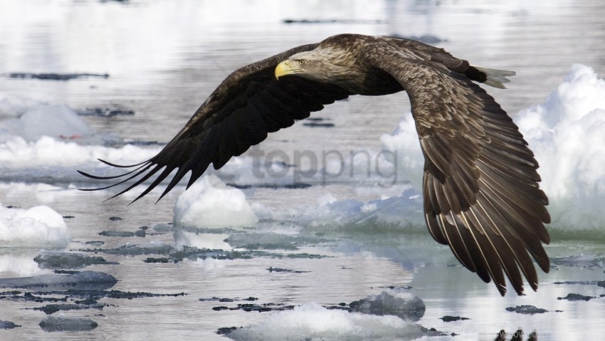 bird eagle flight ice water wings wallpaper Isolated Element on HighQuality Transparent PNG