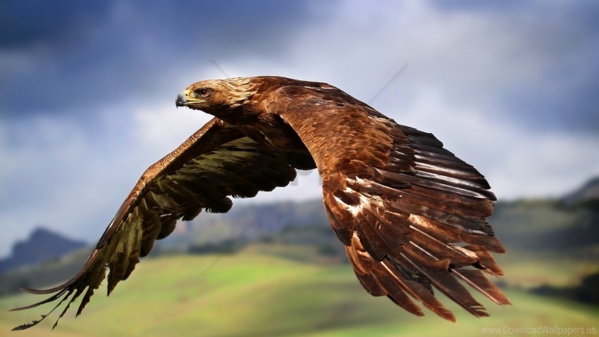 bird eagle flying predator sky wallpaper PNG images free