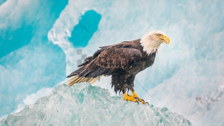 Bird Eagle Ice Predator Wallpaper Free Download PNG Images With Alpha Channel Diversity