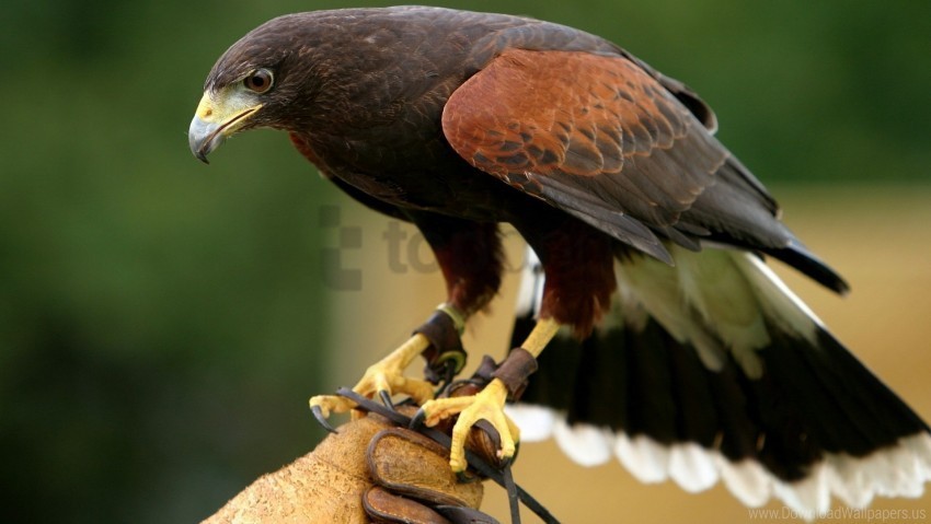 Bird Eagle Predator Species Wallpaper Clear Pics PNG