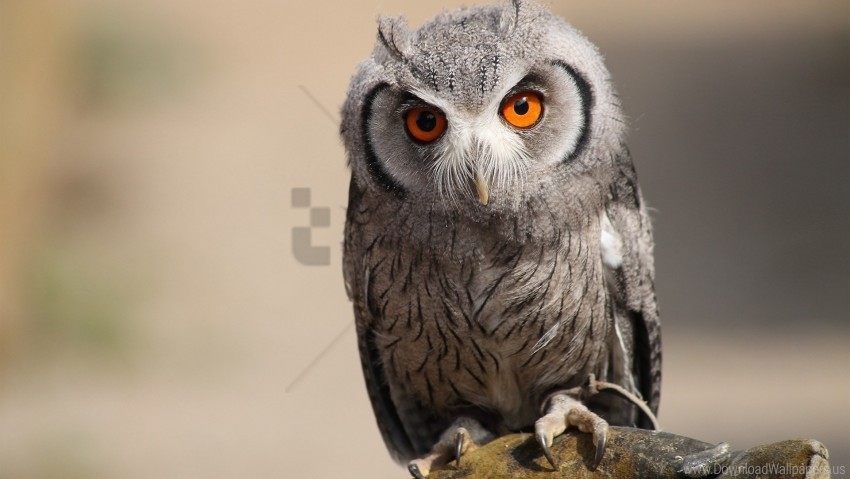 bird eyes feathers owl predator wallpaper Clear PNG pictures bundle