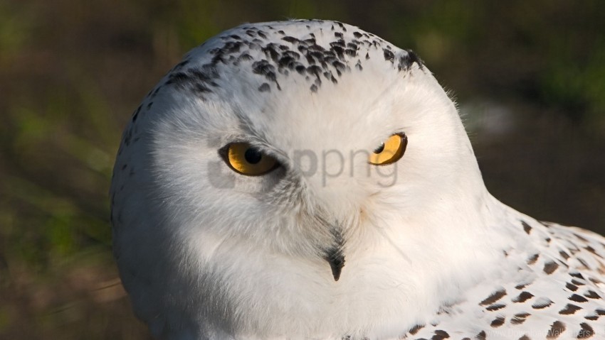 bird eyes owl predator wallpaper PNG images with clear cutout