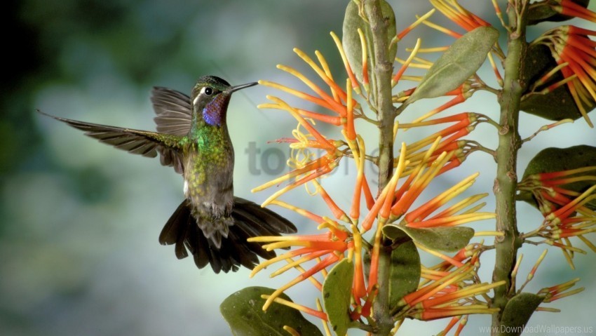 bird flapping flower hummingbird wings wallpaper PNG without background