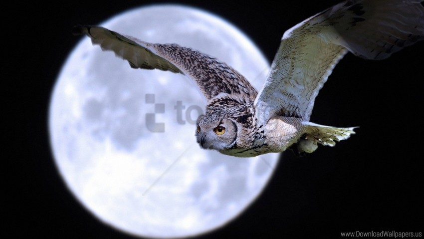 bird flight moon owl predator wallpaper ClearCut Background PNG Isolation