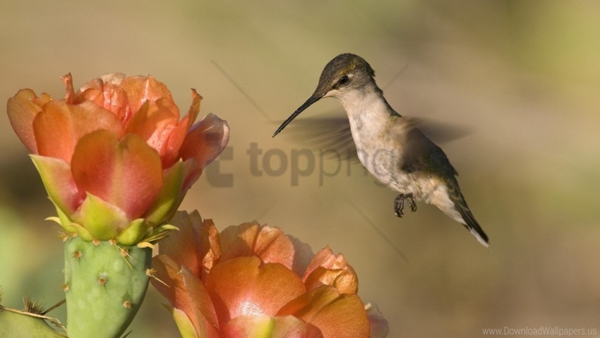 bird flower fly hummingbird swing wallpaper High-resolution PNG images with transparency wide set