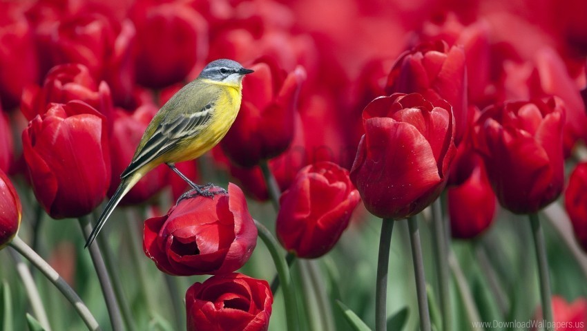 bird flowers tulips wallpaper Transparent PNG images collection