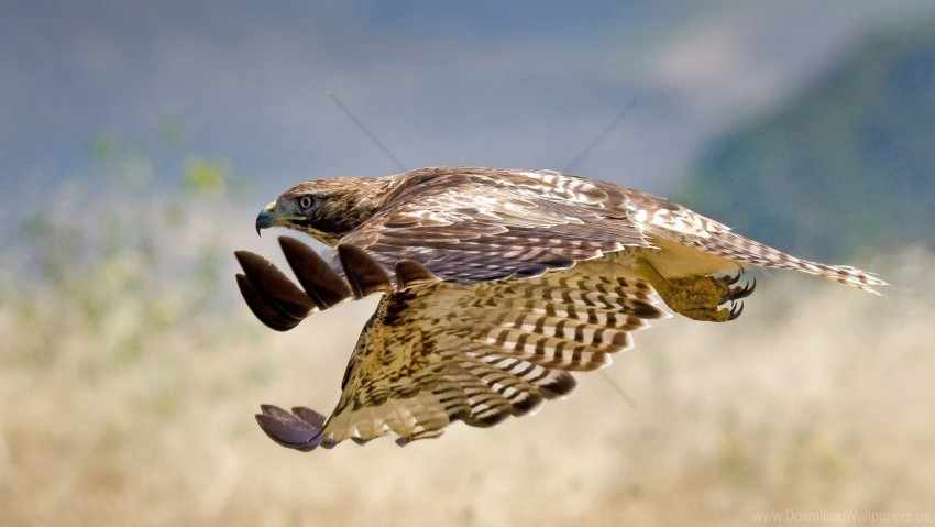bird fly hawk swing wallpaper HighQuality Transparent PNG Object Isolation
