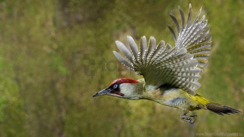 bird flying grass sweep wallpaper Transparent PNG images set