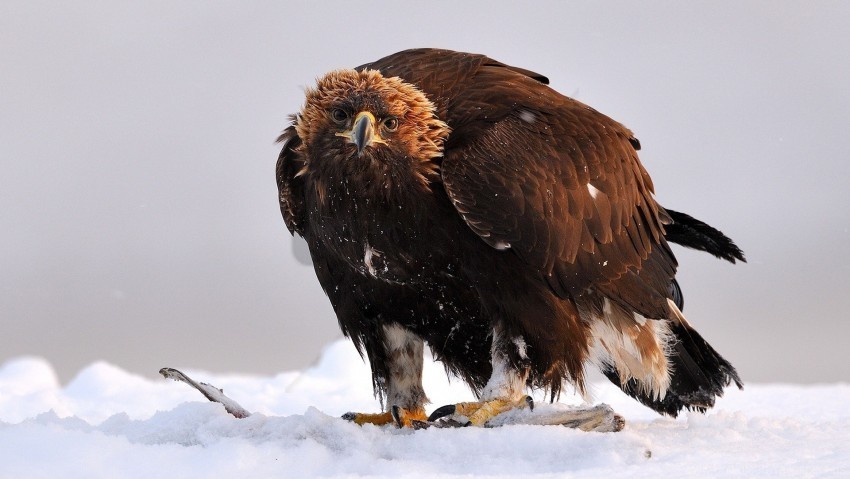 bird golden eagle predator wings wallpaper PNG Object Isolated with Transparency
