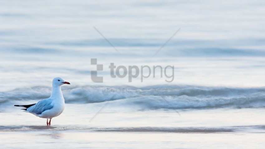 bird gull sea water wallpaper Transparent background PNG stock