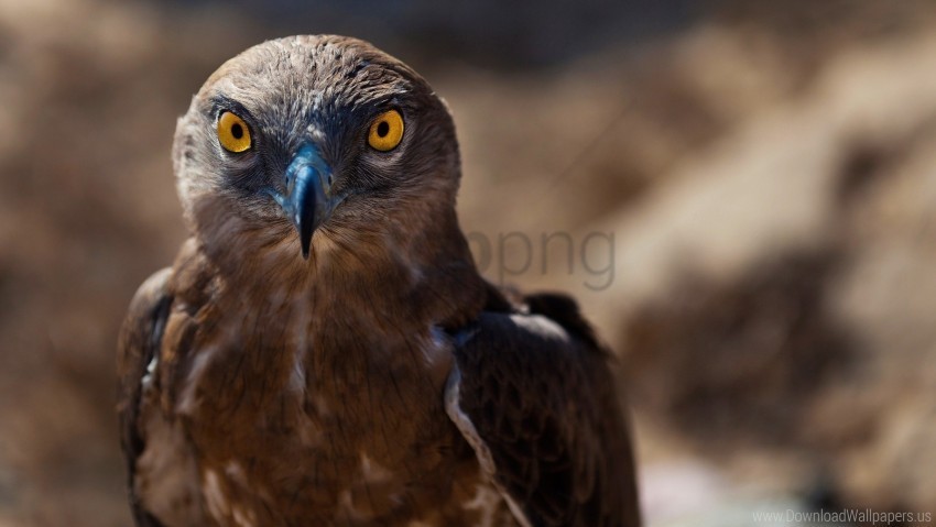 bird hawk predator wallpaper Transparent background PNG photos