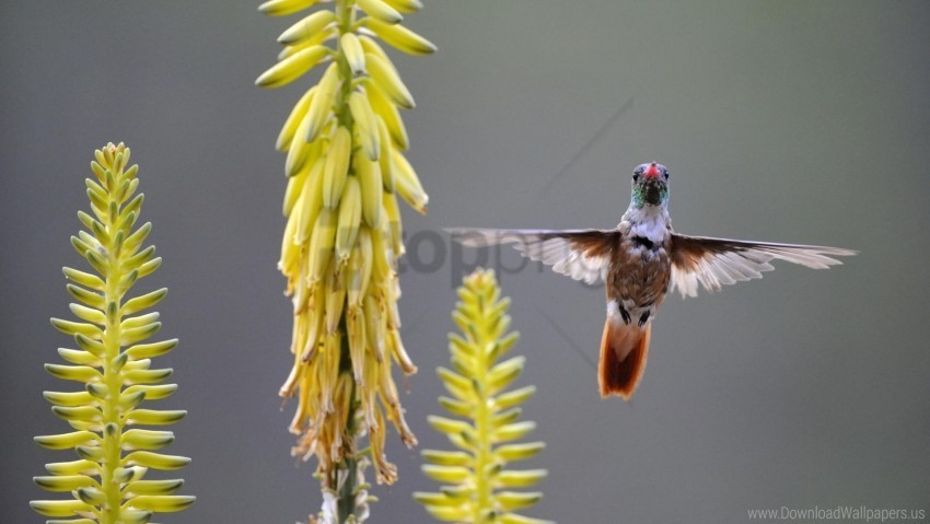 bird hummingbird plant swing wallpaper PNG images with alpha transparency wide collection