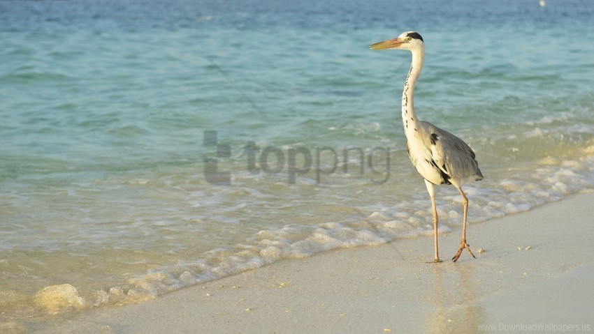 bird long legs sea shore walk wallpaper PNG images with transparent layering