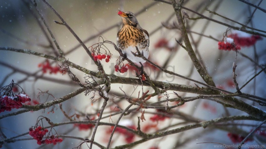 Bird Mountain Ash Thrush Wallpaper PNG With Clear Background Extensive Compilation