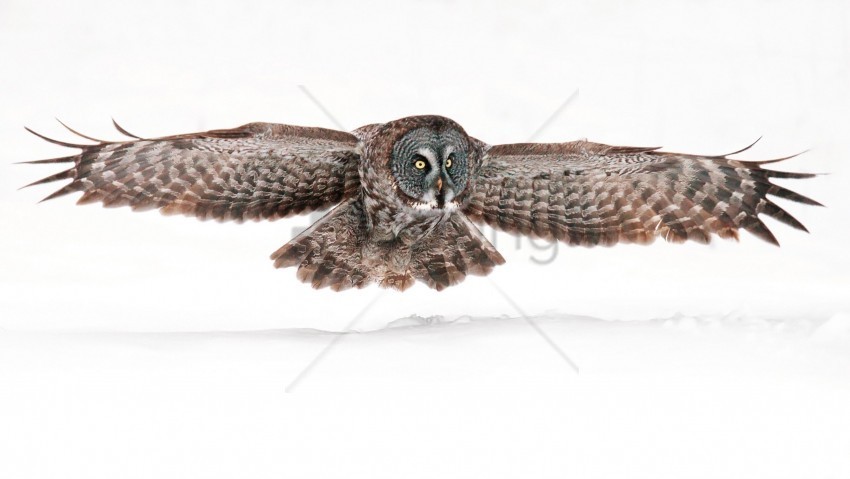 bird owl predator wings wallpaper PNG files with clear backdrop assortment
