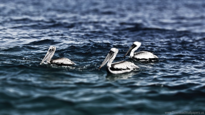 bird pelicans sea swimming water wallpaper PNG with clear background extensive compilation