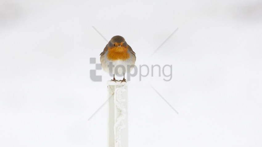 bird sitting wings wallpaper Isolated Character on HighResolution PNG