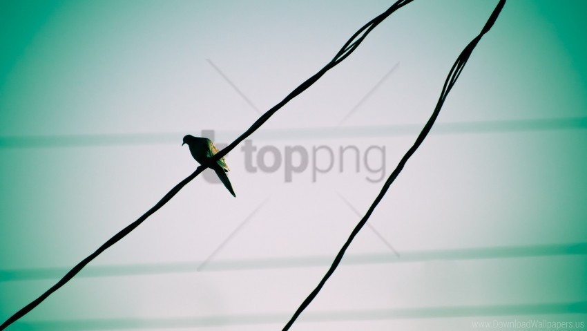 bird sky waiting wire wallpaper Free PNG images with transparent background