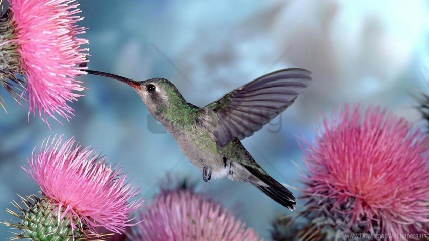 bird swing flight hummingbirds wallpaper PNG images with transparent overlay