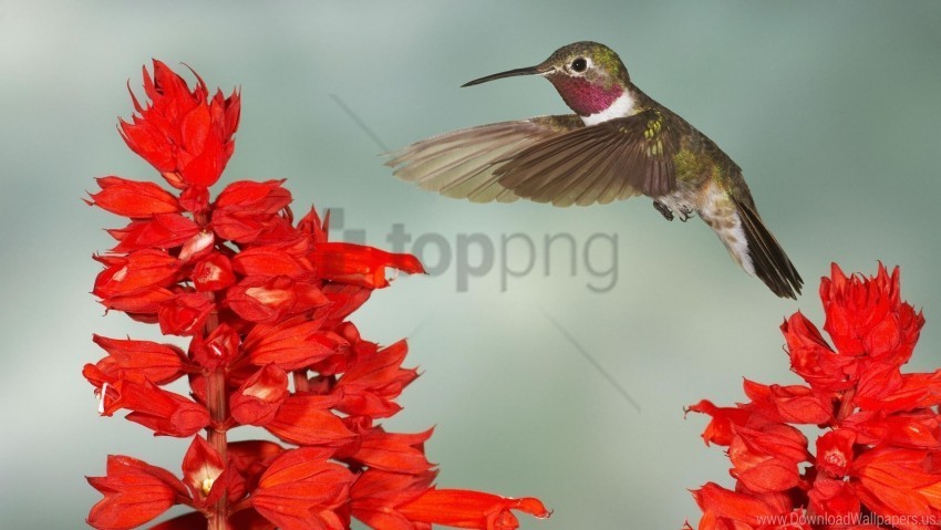 bird swing flowers hummingbirds twigs wings wallpaper PNG files with transparent backdrop