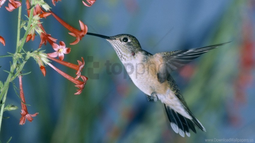 Bird Swing Flowers Hummingbirds Wallpaper Isolated Artwork In HighResolution PNG