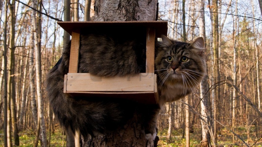 birdhouse cat funny furry situation wallpaper PNG files with clear background bulk download