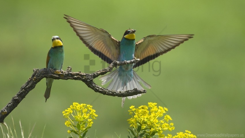 birds branch couple flap flower wings wallpaper Clean Background PNG Isolated Art