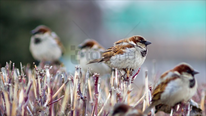 birds branch sparrows winter wallpaper Free PNG images with transparent layers diverse compilation
