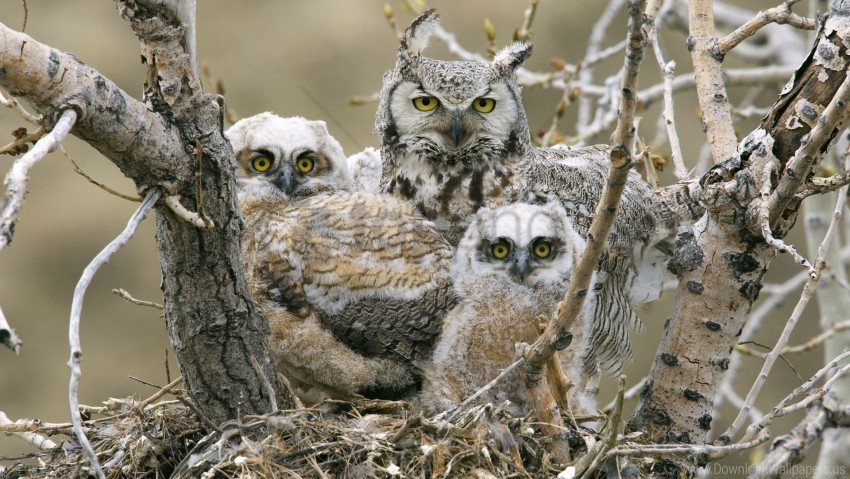 birds branches owls predators tree wallpaper Isolated Subject in Transparent PNG Format