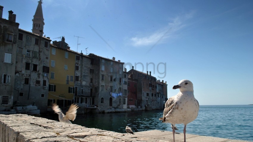 birds buildings gulls sea wallpaper Clear Background PNG Isolated Design Element