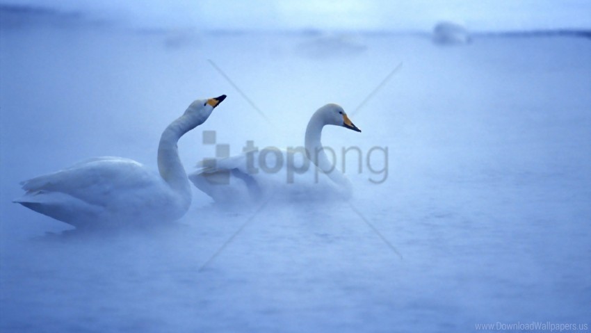 birds caring lake mist steam swan wallpaper Isolated Subject on HighQuality Transparent PNG